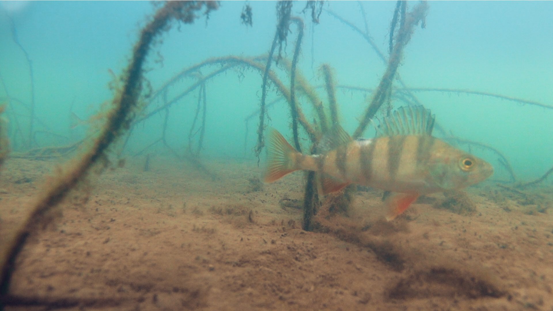 Подводные съемки. Окунь зимой подо льдом. Пруд на реке Пальна Липецкая область смотреть онлайн
