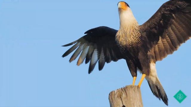 Panasonic Lumix S1R video test смотреть онлайн