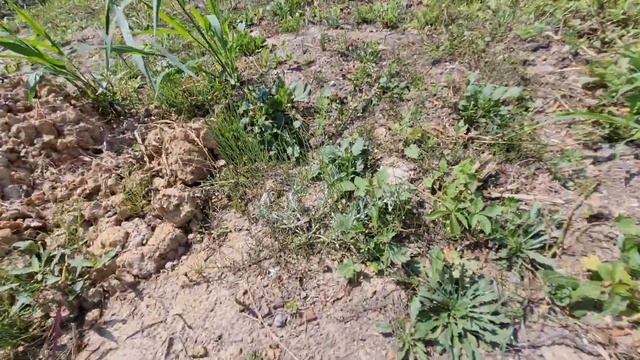 ДАЧА , ПОМИДОРЫ , ЖАРА +33 смотреть онлайн