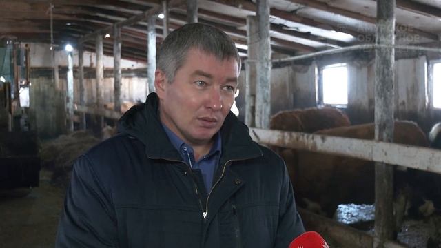 В Приамурье чипируют коров смотреть онлайн