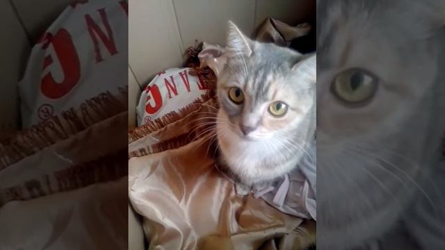 Кошка спряталась смотреть онлайн