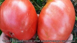 Томат Розовый спам