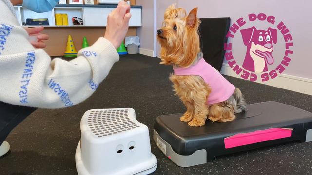 Exercises to Help Avoid Surgery for Luxating Patellas in Dogs смотреть онлайн