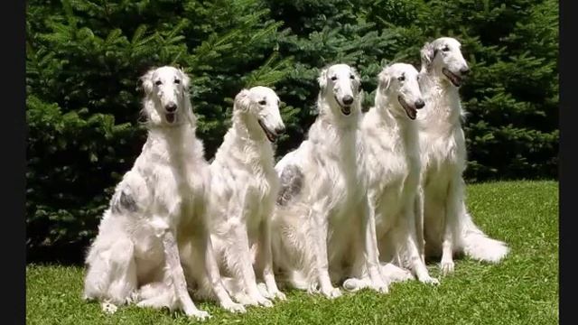 Кто из животных бегает быстрее? смотреть онлайн