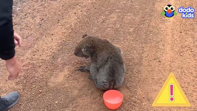 Unlikely Heroes Save Animals From Snow and Fire! | Dodo Kids | Rescued! смотреть онлайн