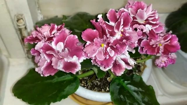 Фиалки,домашние цветы на подоконнике! смотреть онлайн