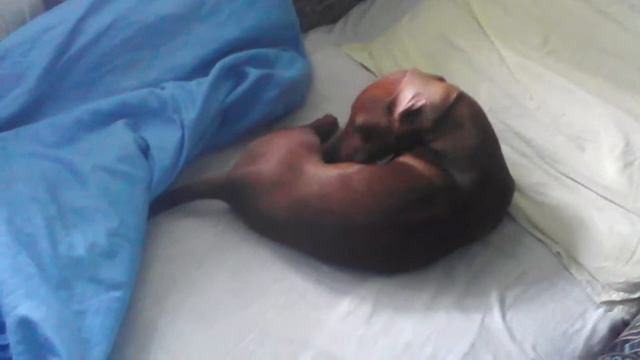 Та мая такса сделает каждое утро смотреть онлайн