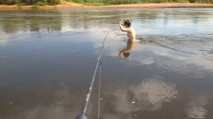 Рыбалка в Вологодской обл.2021. Река Молога и Чагодаща за 5 минут. Берите жён на рыбалки!:)