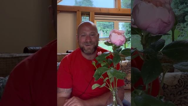 Personal review of “Alnwick rose” ￼from @david_austin_roses ￼ смотреть онлайн