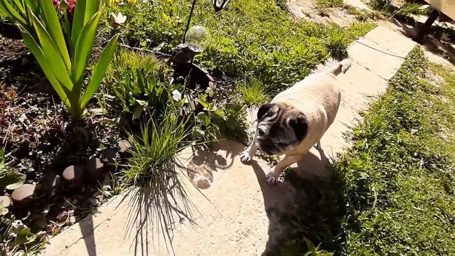 Дача спустя полгода / Открыла сезон и сразу простудилась / Вернулась в город болеть смотреть онлайн