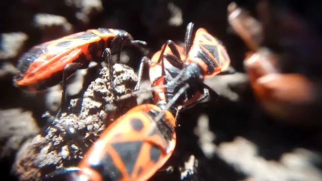 ЖУКИ-СОЛДАТИКИ, firebugs, Gemeine Feuerwanze, Pyrrhocoris apterus - - макро зум 10x macro zoom смотреть онлайн
