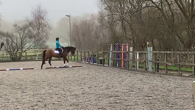 Georgina Wood & Coco, Veterans Elementary 4b, November 2020 смотреть онлайн