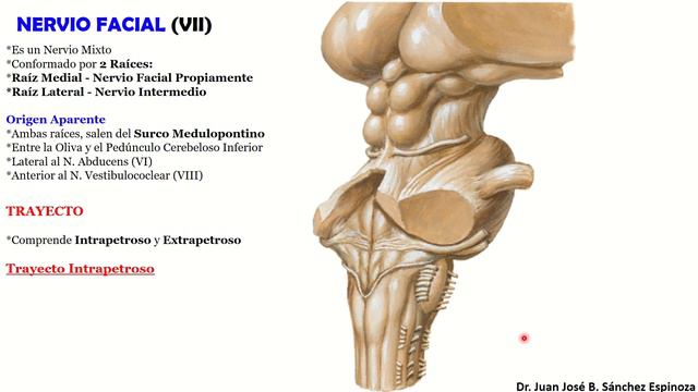 🥇 7mo Par Craneal - NERVIO FACIAL 1/2 - (Origen, Trayecto Y Relaciones)