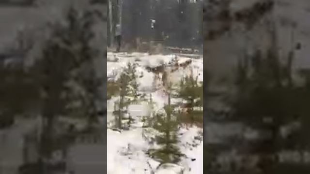 Стая волков возле Нижнего Одеса смотреть онлайн