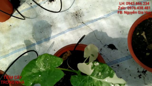 cây giống ráy var trắng - alocasia macrorrhiza var. gen đẹp, cây thuần chậu khoẻ mạnh. 200k/ chậu смотреть онлайн