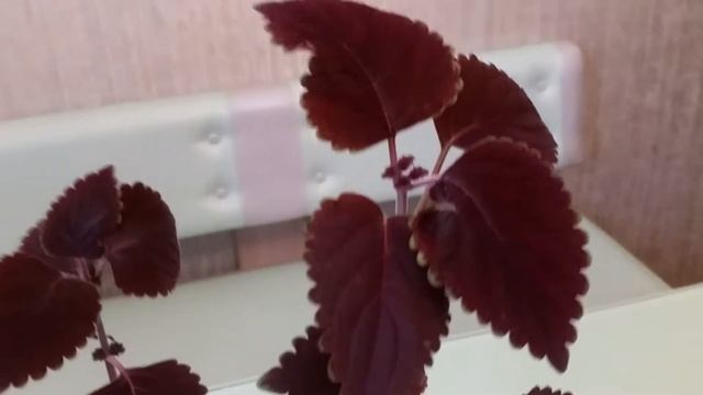 COLEUS BITTER CHOCOLATE  КОЛЕУС ГОРЬКИЙ ШОКОЛАД