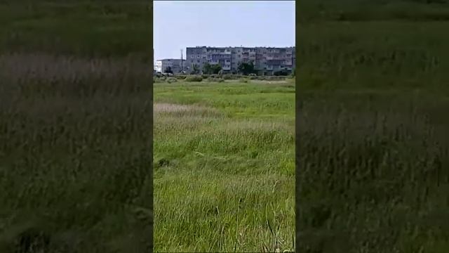 Краснокнижные белые цапли в м-не Северный ч 1 смотреть онлайн