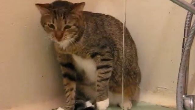 Кот пьёт воду из крана )) смотреть онлайн
