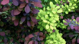 БАРБАРИСЫ. Бесплатная живая изгородь. ЦВЕТЕНИЕ. РАЗМНОЖЕНИЕ. Berberis thunbergii. Дачный креатив.