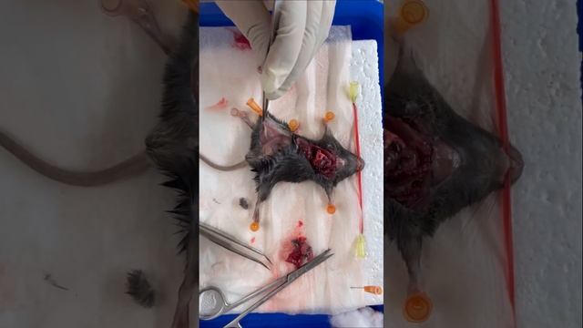 How to isolate Lymph Nodes, Lunges, Heart, Spleen. Mouse Anatomy.CMU смотреть онлайн