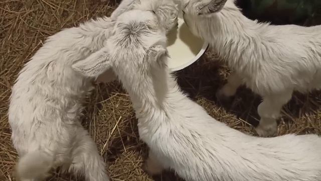 Козлятам трое суток/ Приучаем к миски! смотреть онлайн