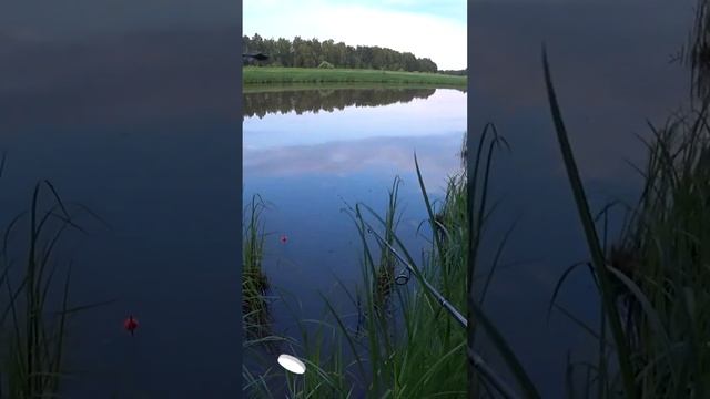 Рыбалка на поплавок. Крупный живец для ловли щуки на поплавок. смотреть онлайн