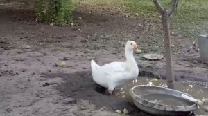 Шутливая песенка , про гусей.