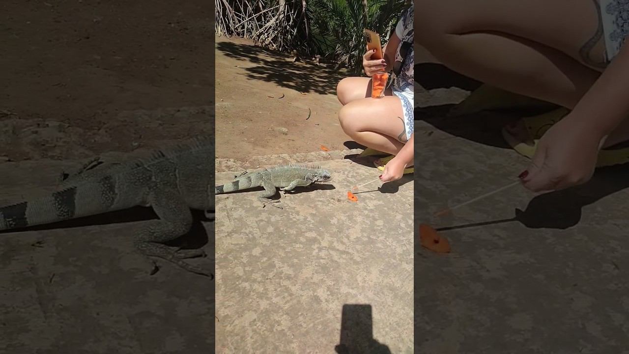 Игуаны атакуют! Кормим опасных ящеров фруктами смотреть онлайн