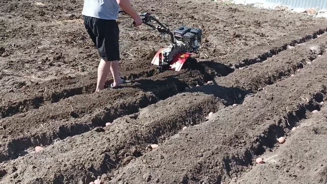 Вспашка и посадка картофеля мотоблоком Угра