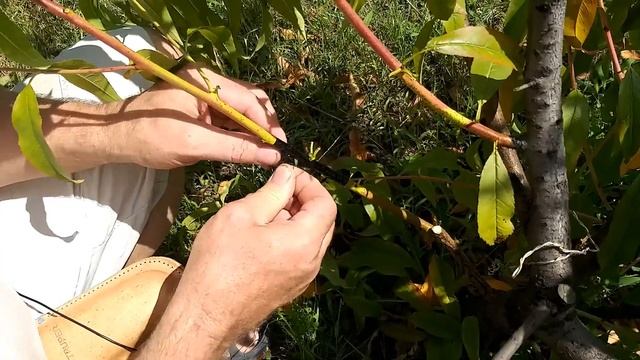 Размножение персика летом,окулировка. смотреть онлайн