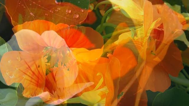 Цветы настурции – Земли протуберанцы смотреть онлайн