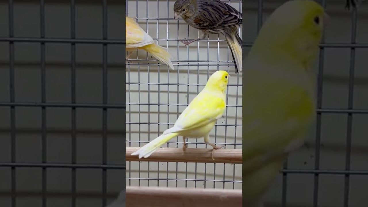 Канарейки смотреть онлайн