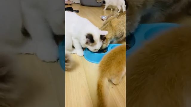 Наглость - второе счастье 😹