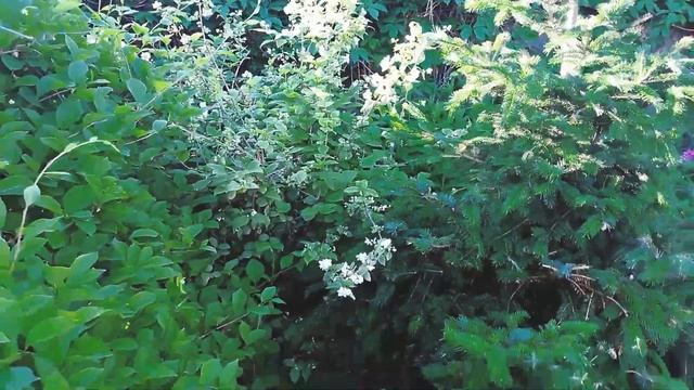 САД в начале ИЮНЯ. Какие многолетники цветут в начале лета смотреть онлайн