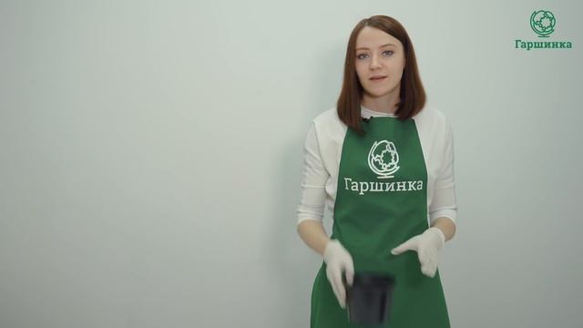 Как правильно посадить клубневую бегонию смотреть онлайн