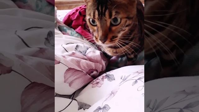 Цезарь. И этим все сказано😊 смотреть онлайн