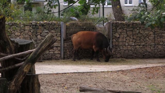 Rotbüffel, Zoo Dresden смотреть онлайн