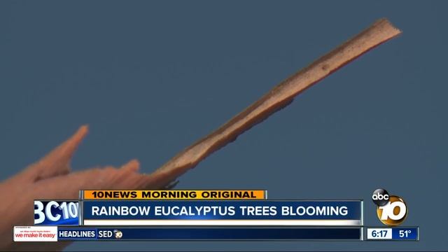 Rainbow Eucalyptus trees blooming across San Diego смотреть онлайн