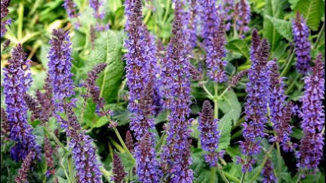 Шалфей Полезные свойства шалфея Турецкий Ада Чай