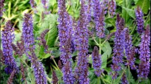 Шалфей Полезные свойства шалфея Турецкий Ада Чай