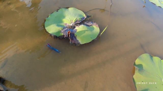 Wow!!! Unbelievable Unique Catch Betta Fish Catching And Finding A Lot Of Fish In Lotus Lake смотреть онлайн