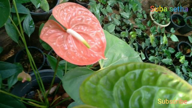 mihikatha best anthurium with suba setha anthurium смотреть онлайн