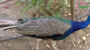 Павлин. Как правильно кормить. Ручные птицы в парке.