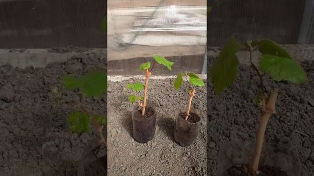 Какой уход необходим однолетнему саженцу винограда смотреть онлайн