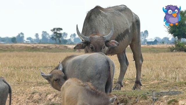 Life's Buffalo! Fantastic Group buffalo present - Buffalo Part 2 смотреть онлайн