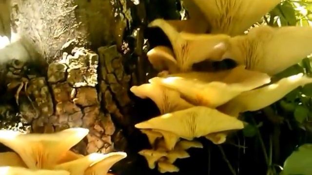 Fungo d'oro (Pleurotus cornucopiae) Corno dell’abbondanza,medicinal plant смотреть онлайн