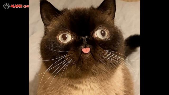 Кот Икиру ? почему инстаграм звезда показывает всем язык? | Почему кошки высовывают язык? смотреть онлайн