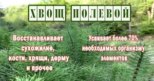 Полевой хвощ. Лечебные свойства. Рецепты.