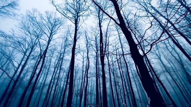 ЖИЗНЬ И СМЕРТЬ НА ПОМОЙКИ🙏 🙏🙏   ПУСТЬ ЕЙ ТАМ БУДЕТ ТЕПЛО И СПОКОЙНО 🙏 🙏 🙏   ВАСЯ НА СЕНЕ