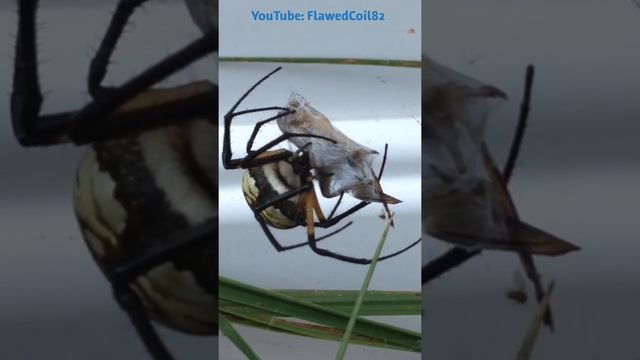 Hand Feeding Black & Yellow Argiope Garden Spider смотреть онлайн